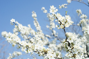 pear flowers in spring sun