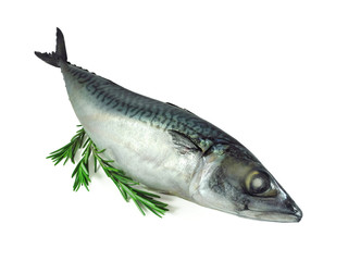 Fresh atlantic mackerel with rosemary sprigs isolated on white background 