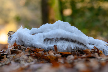 Eishaare auf Holz