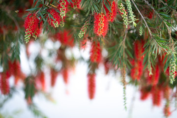 Beautiful blossom Weeping Bottle brush flowers