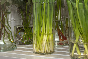 Green stems of flowers in several vases with water