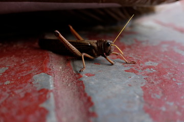 Bolivia, Peru, Argentina
