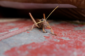 Bolivia, Peru, Argentina