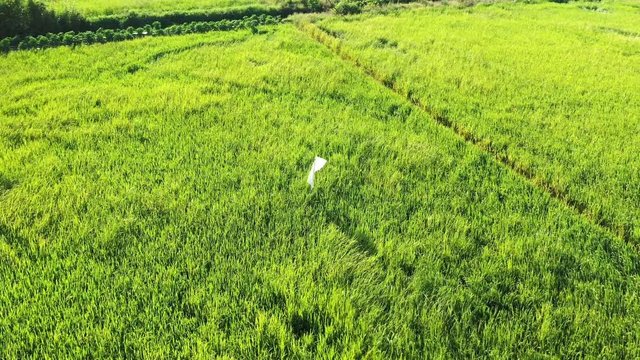 Des rizi&egrave;res et un &eacute;pouventail dans les environs de Can Tho dans le delta du M&eacute;kong au Vietnam