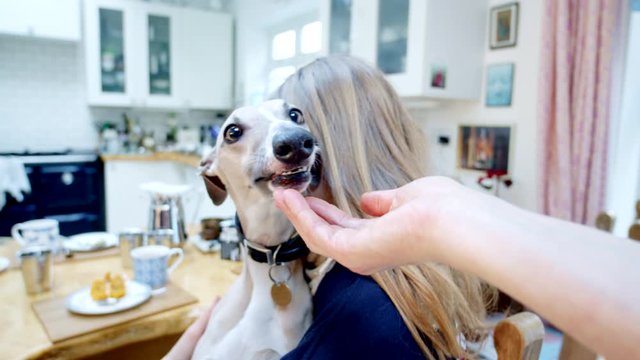 Young Whippet Greyhound Dog Eating Treat in Girls Lap in Kitchen