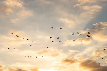 Tuinposter Zonsopganghemel met groep vogels © Jesse