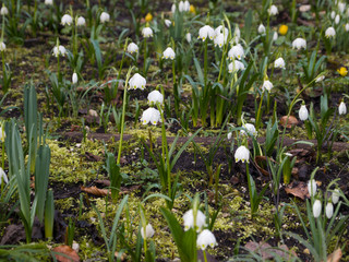 Obraz premium Snowdrops (Galanthus) on a meadow