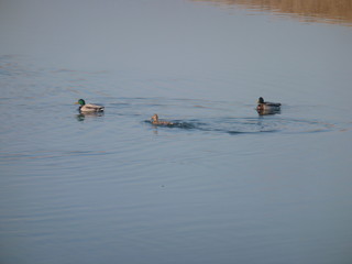 ducks on lake