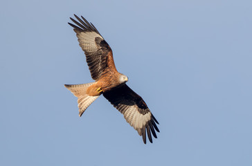 Red Kite Flying