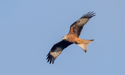 Red Kite Flying