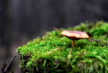 Dangerous inedible mushrooms in a dark forest. Poisonous mushrooms, hazardous to health. Magic Mushroom stock images.