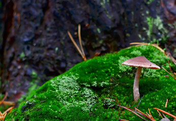 Fototapeta premium Dangerous inedible mushrooms in a dark forest. Poisonous mushrooms, hazardous to health. Magic Mushroom stock images.
