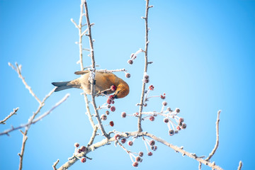 a wild forest bird sits on a winter snow covered branch and eats berries