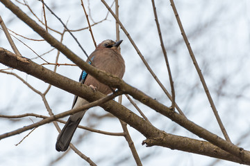 A Jay Perched in a Leafless Tree on a Cold Winter Day