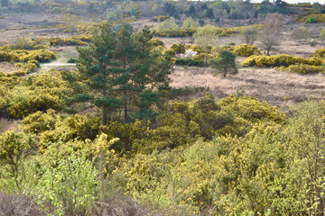 Open heathland: gorse, heather and small trees. Old fashioned European forest (Chobham Common,...