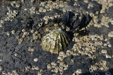 Barnacles and Limpet on rocks on the coastline