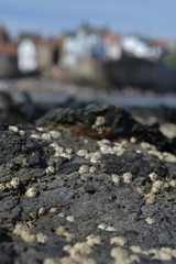 Barnacles and on rocks on the coastline; out of focus village in background