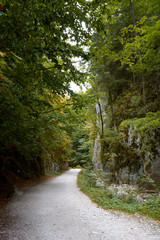 Obraz premium Gorge Zarnestiului Prapastiei in Carpathian Mountains, Zarnesti, Romania. Nature preserve Piatra Craiului National Park. The walkway among the rocks, autumn.