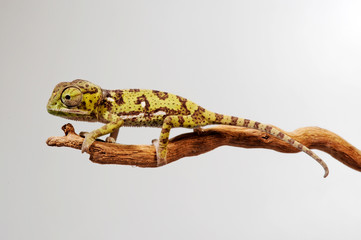 Flap-necked chameleon / Lappenchamäleon (Chamaeleo dilepis) - juvenile / Jungtier © bennytrapp