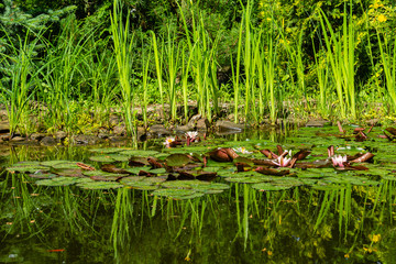 White water lily or lotus flower Marliacea Rosea in garden pond. Close-up. Nymphaea water lily with drops of water on large leaves. Aquatic plants growing on shore are reflected in clear emerald water