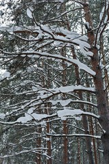 Winter pine tree forest with snow on trees