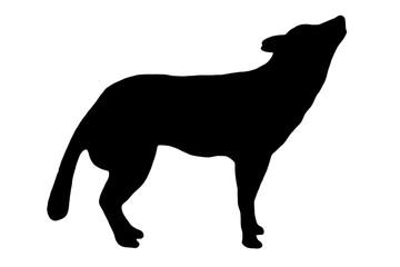 Black silhouette of a wolf on a white background on the side with his head raised.