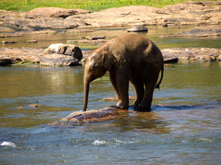 Young elephant bathing at the orphanage