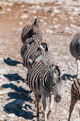 A group of Burchell's Plains zebra -Equus quagga burchelli- standing close to each other on the plains of Etosha National Park, Namibia.