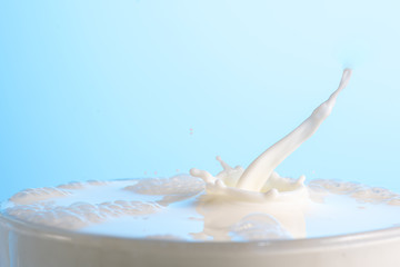 splash on the surface of white milk on a blue background
