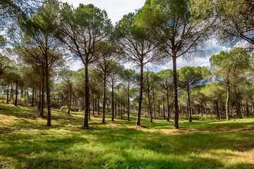 Beautiful spring forest. Morning in the pine forest. Wilderness landscape forest with pine trees.