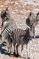 Obraz na płótnie Canvas A group of Burchell's Plains zebra -Equus quagga burchelli- standing close to each other on the plains of Etosha National Park, Namibia.