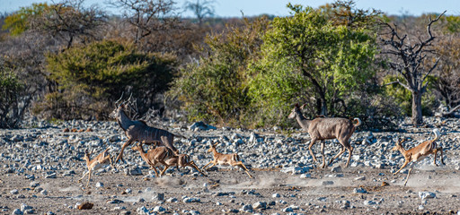 A group of greater kudu -Tragelaphus strepsiceros- Walking nervously around a waterhole in Etosha...