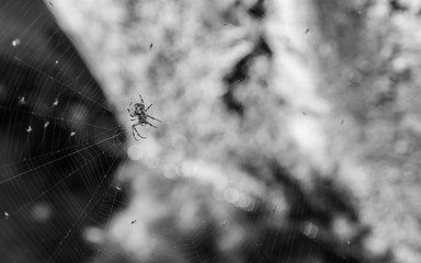 Arrière-plan araignée