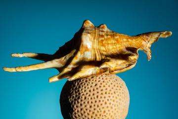 large seashell on a coral in the form of a ball with hard shadows on a blue background. copy space