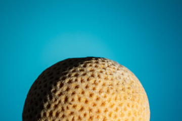 Sea dry coral in the form of a ball on a blue background. close up, copy space