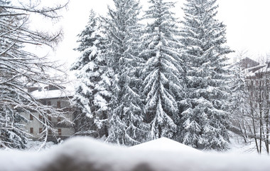 trees covered with snow during a snowfalltrees covered with snow during a snowfall