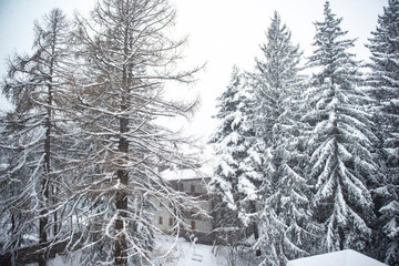 trees covered with snow during a snowfalltrees covered with snow during a snowfall