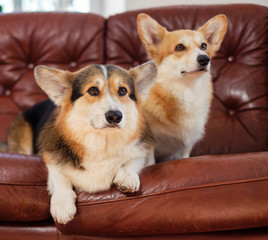Two cute corgi dogs on a sofa