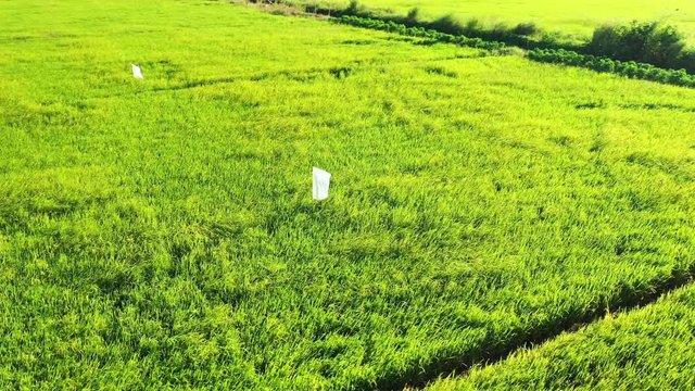 Des rizi&egrave;res et un &eacute;pouventail dans les environs de Can Tho dans le delta du M&eacute;kong au Vietnam