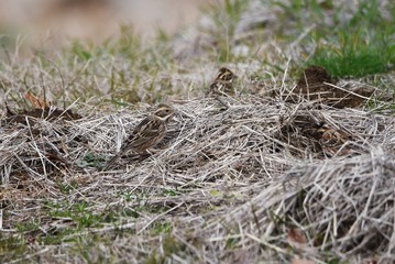 Rustic Bunting inhabits grassy areas and eats weeds and tree seeds. It is characterized by a crown feather on the head.