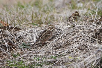 Rustic Bunting inhabits grassy areas and eats weeds and tree seeds. It is characterized by a crown feather on the head.