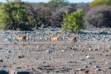 A group of greater kudu -Tragelaphus strepsiceros- Walking nervously around a waterhole in Etosha...