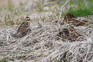 Rustic Bunting inhabits grassy areas and eats weeds and tree seeds. It is characterized by a crown feather on the head.