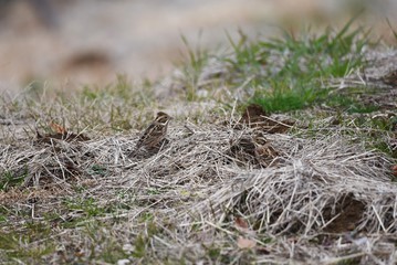 Rustic Bunting inhabits grassy areas and eats weeds and tree seeds. It is characterized by a crown feather on the head.