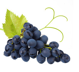 blue grapes berries with leaves isolated on white background