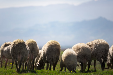 Obraz na płótnie Canvas Sheep herd grazing in the meadow