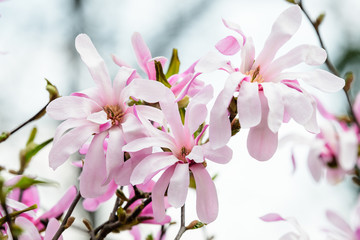 Close up of delicate white pink magnolia flowers in full bloom on a branch in a garden in a sunny spring day, beautiful outdoor floral background