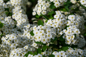 Close up of large branch with delicate white flowers of Spiraea nipponica Snowmound shrub in full bloom and a small Green June Bug,  beautiful outdoor floral background of a decorative plant
