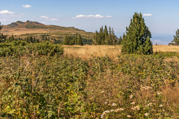 Obraz premium Amazing Autumn landscape of Vitosha Mountain, Bulgaria