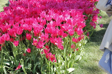 Flower in the botanic garden